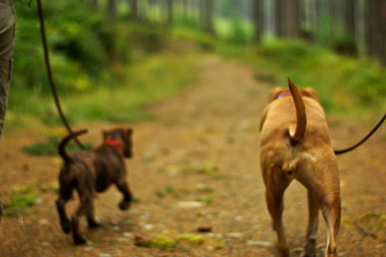 Önként jelentkezett a garázda