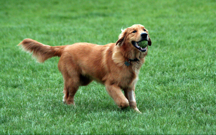 Kötelező ebösszeírás Salgótarjánban határideje