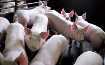 Nem okoz kárt a sertések PRRS-mentesítése