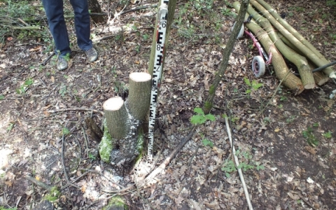 Tetten érték a fatolvajt