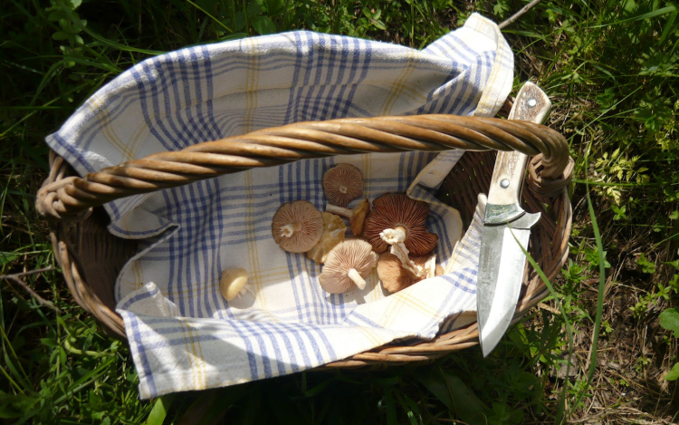 Eltévedtek a gombázók