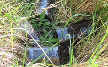 Kertben termesztette a kábítószert, elfogták