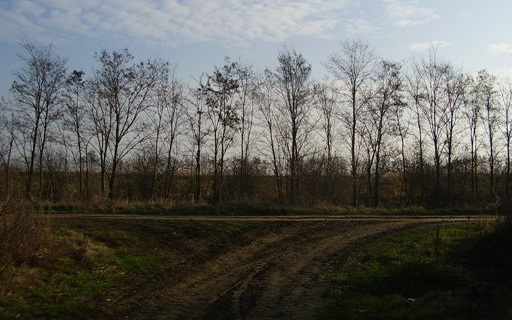 Akácfákat vágtak ki a tolvajok