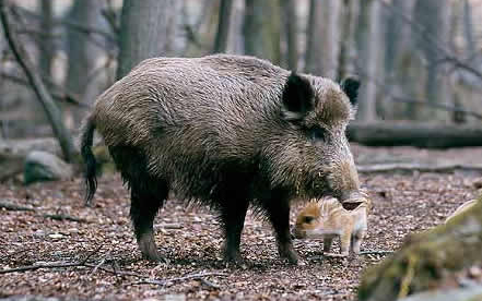 Kárbejelentő telefonvonal Salgótarjánban 