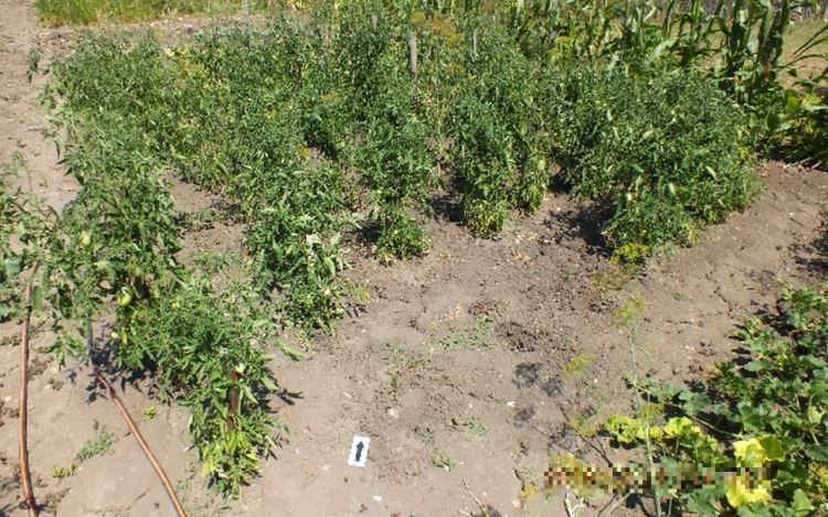 Zöldséget és fűrészt lopott