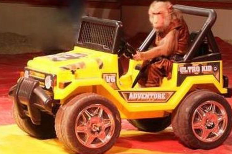 Száz gyermek mosolya az Exit Cirkuszban