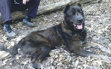 Hajszát indítottak a vadász után