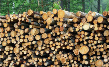 Halálos baleset fakitermelés közben