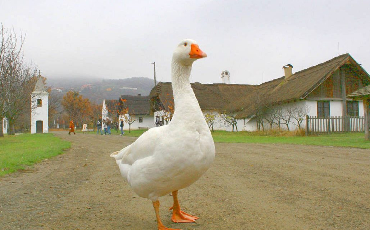 A Márton-nap története röviden - ha Márton jókedvű, akkor bizony kemény lesz a tél