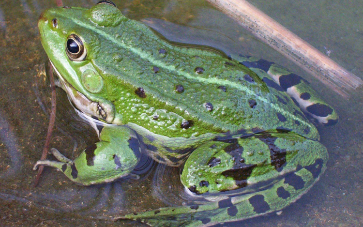 Átjárókat építenek kéltéltűeknek