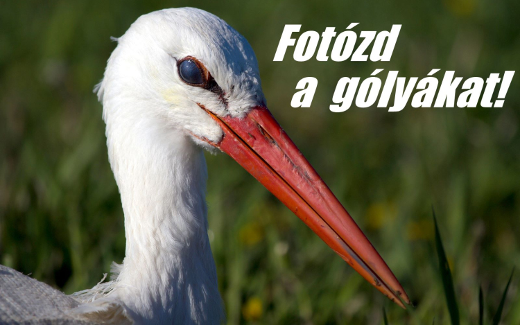 Fotózd a gólyákat!