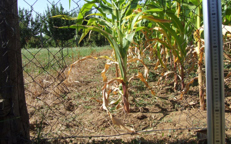 Kerítést bontottak