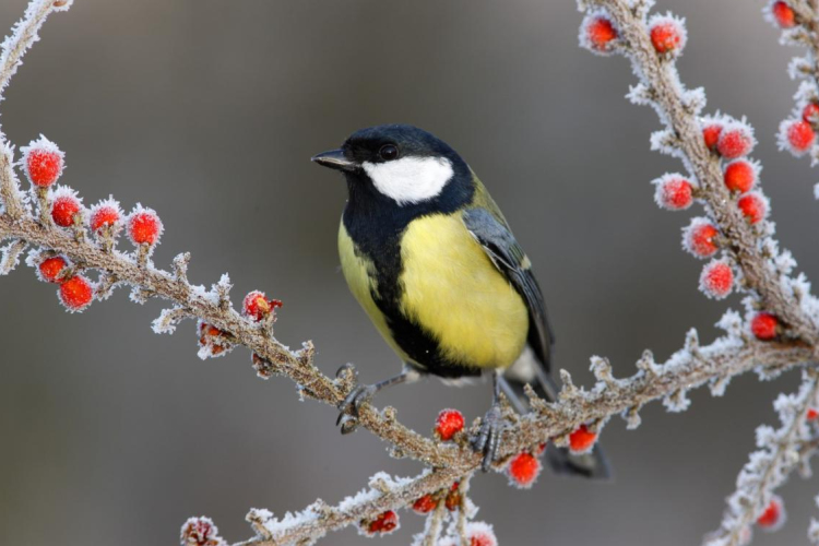 IDŐJÁRÁS - Szerda és csütörtök - Fagyos reggel, napos délután