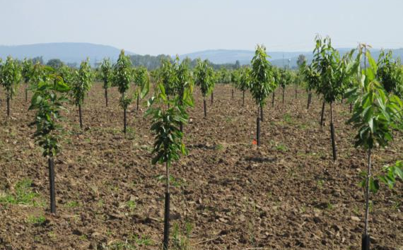 Nemzetközi találkozó az önellátó gazdálkodás újjáélesztéséről Varsányban