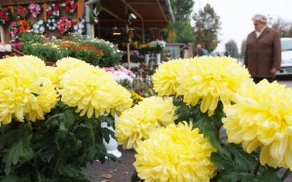 Temetőből lopta a virágot