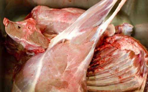 Feldarabolták a szarvast