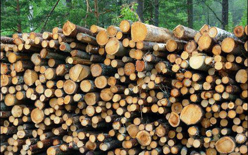 Halálos baleset fakitermelés közben