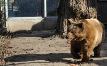 Lelőttek egy medvét Salgótarján határában: nyomoz a rendőrség