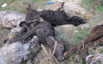 Feldarabolta és elásta elhullott állatait
