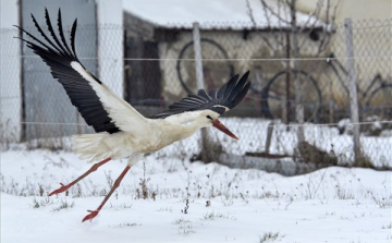 Fény derült a fehér gólyák egyik afrikai telelőhelyére