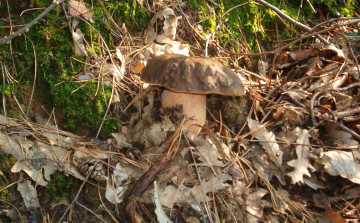 Újabb gombázó tévedt el