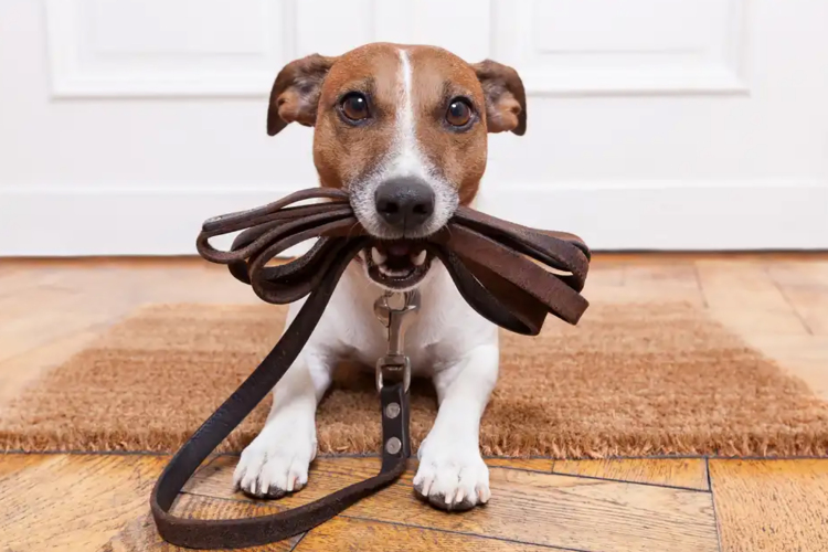 A közös séta jó alkalom lehet arra, hogy tanítsuk kedvencünket