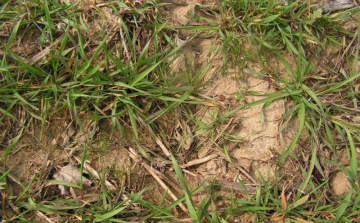 Veszélyes gyom Nógrádban: megjelent a vékony egércsenkesz