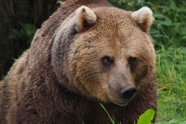 Barna medvék Magyarországon