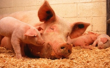 Megyénkből is exportálható sertéshús Japánba