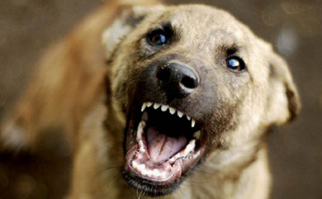 Kutyatámadás miatt emeltek vádat Nógrád megyében