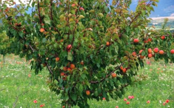 Több EU-pénz jut vidékfejlesztésre