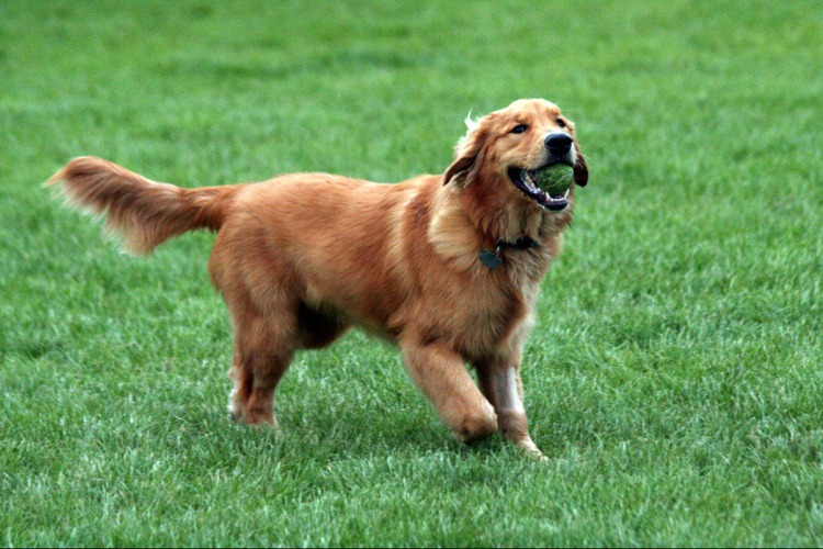 Kötelező ebösszeírás Salgótarjánban határideje