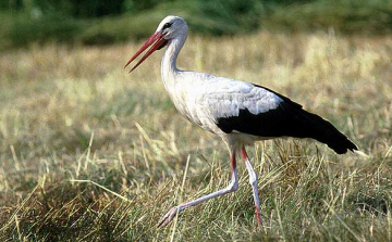 Rekord mennyiségű adattal szolgált egy jeladós fehér gólya