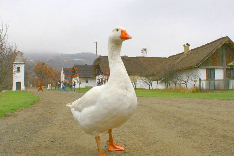 A Márton-nap története röviden - ha Márton jókedvű, akkor bizony kemény lesz a tél