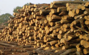 Rászorulókon segített az Ipoly Erdő Zrt.