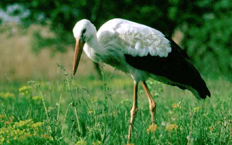 Egyiptomban kémnek vélték a pősténypusztai gólyát