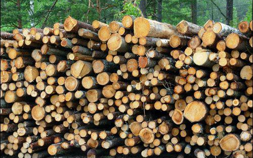 Lefoglalták a lopott fát