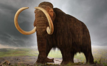 Jégkorszakbeli mamutleletekre bukkantak Szurdokpüspökinél