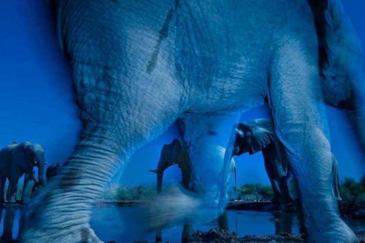 Taroltak a magyar természetfotósok Londonban - Nézd meg díjnyertes képeiket