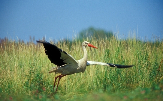 Megkezdődött a fehér gólyák vonulása