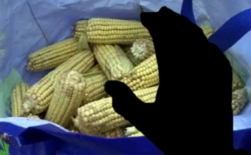 Népszerű a tolvajok körében a kukorica