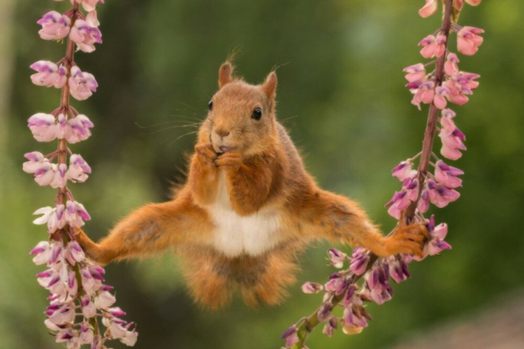 A VILÁG LEGVICCESEBB ÁLLATFOTÓIT gyűjtöttük össze olvasóinknak