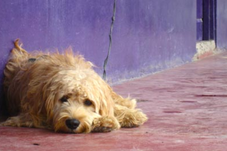 Mi lehet az Ön szerepe az állatvédelemben, ha kóbor állatot talál?