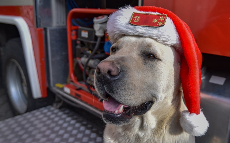 Brúnó százados, a tűzoltó eb