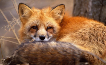 Levadásszák a rókákat Rétságon