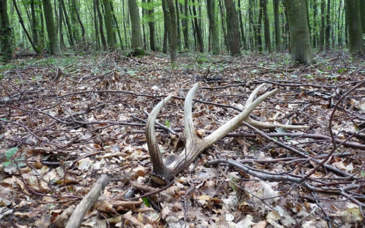 Szigorúbban lép fel a Gemenc Zrt. az illegális agancsgyűjtőkkel szemben