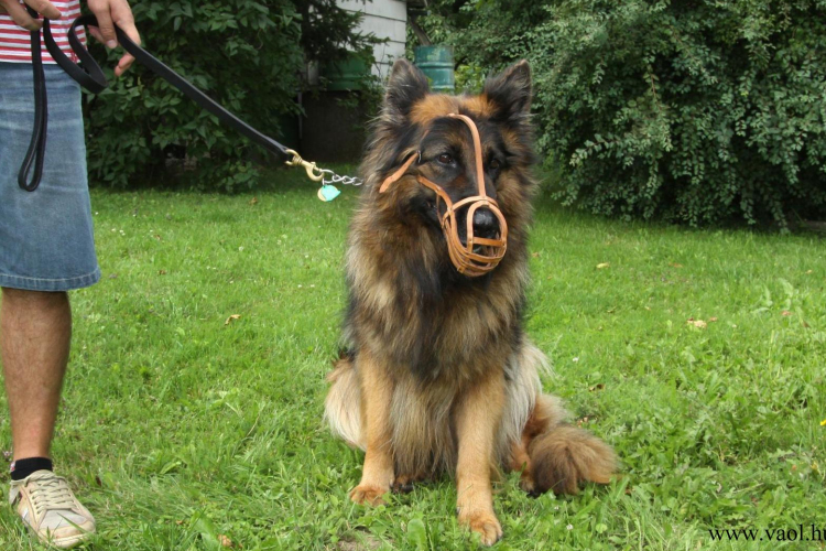 Ez vár a kutyusokra vasárnaptól