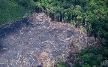 ELTŰNT EGY ŐSERDŐ