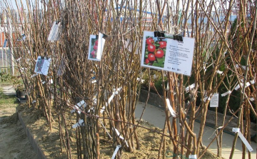 Facsemetéket osztottak