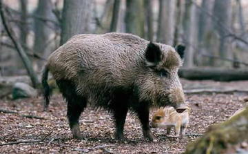 Megyénkben is megszűnt a klasszikus sertéspestissel összefüggő korlátozás